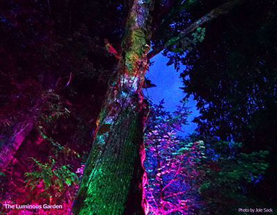 The Luminous Garden